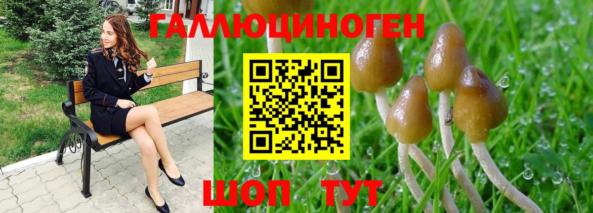 Псилоцибиновые грибы Cubensis Унеча